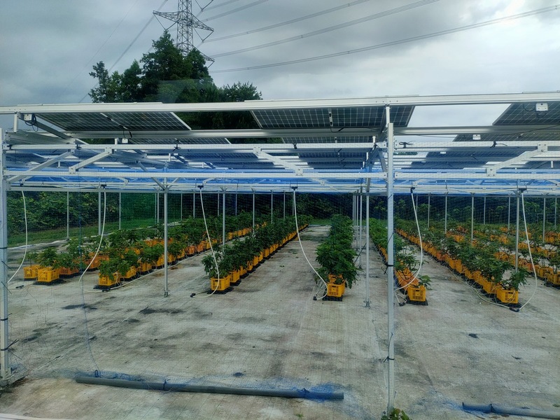 從廢校經濟到農電共生　師生赴日千葉直擊農村永續創新圖片